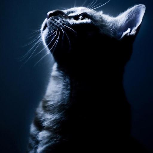 Anderson Bittencourt