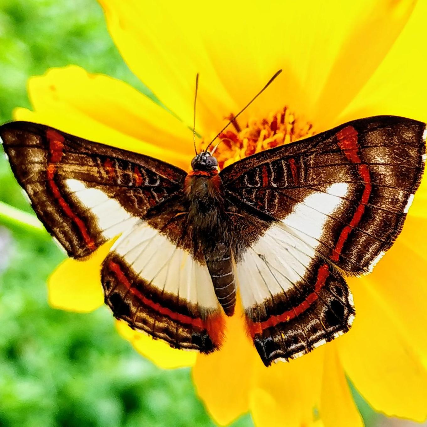 Cl&aacute;udia Kalindi