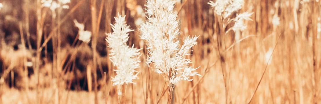 Priscila Arthur Farias