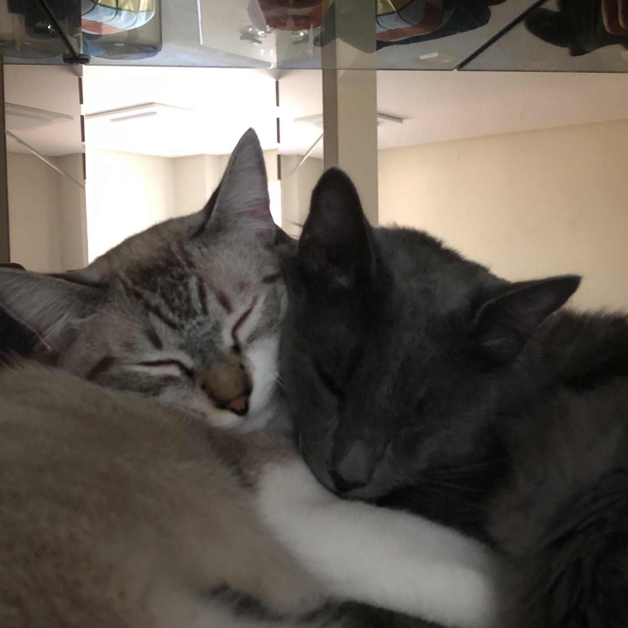 Rita Carolina  Afonso 