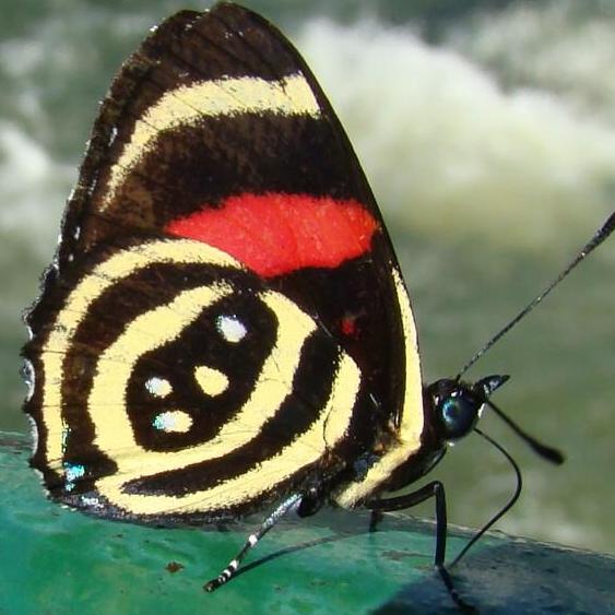 Marcelo  Paes De Figueiredo