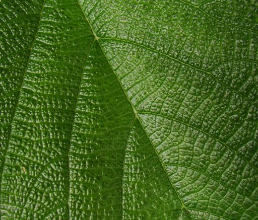 M&aacute;rcio Pereira Arrebola