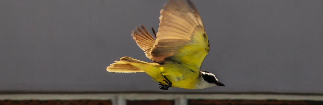 Leandro  Os&oacute;rio