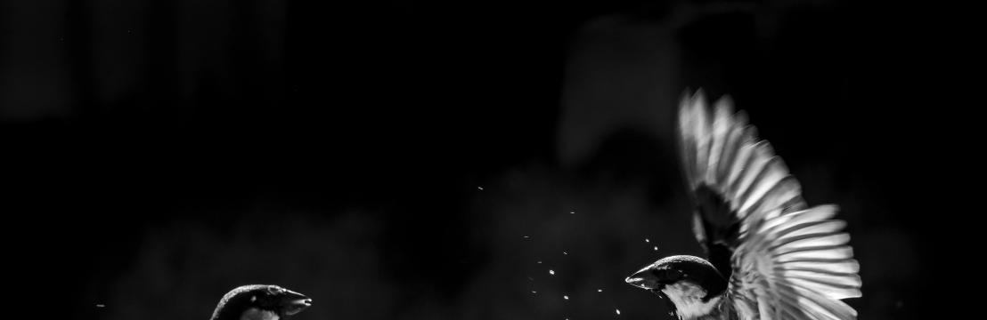 Henrique Fernandes Ferminiano 